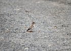 Sneeuwvink (White-winged snowfinch) (Montifringilla nivalis) - parkeerplaats Yolin Am (1)